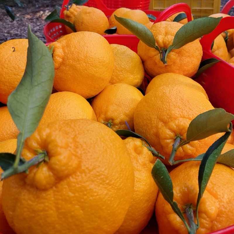 🍊제주 만감류 3종🍊
황금향/레드향/써니트