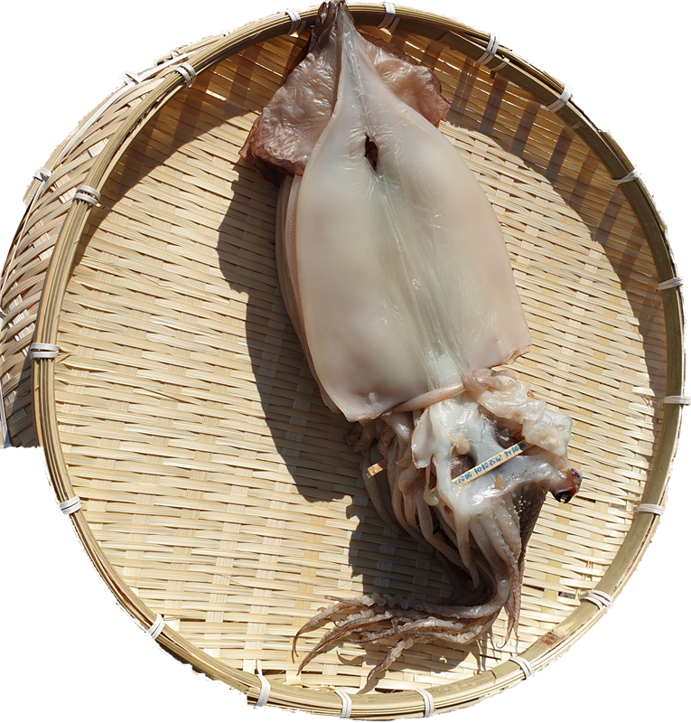 구룡포 반건조 오징어 10미 1.1kg (정품)