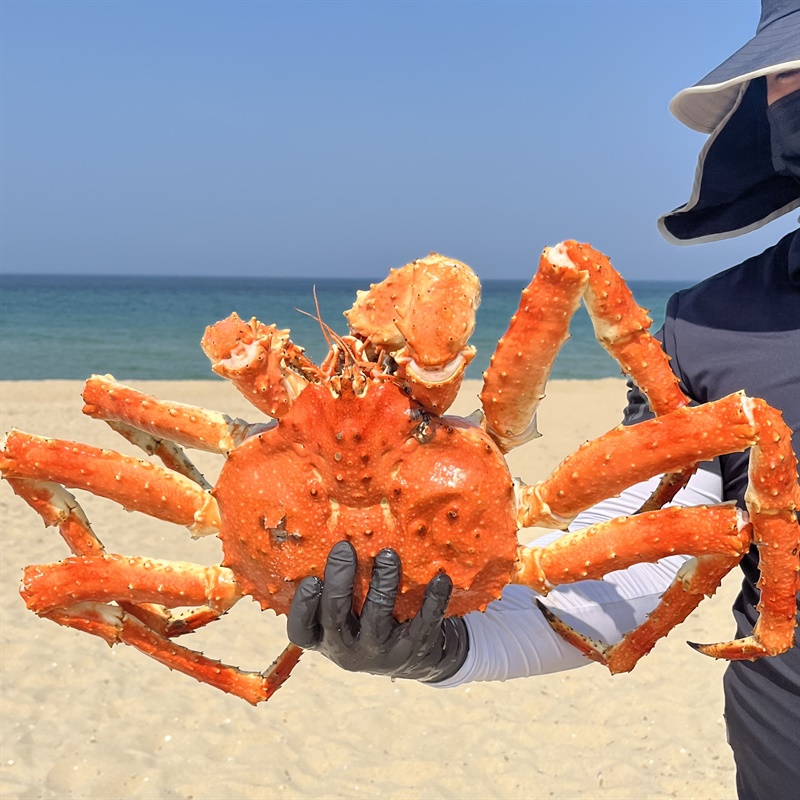 [한정특가] 감탄 블루 킹크랩